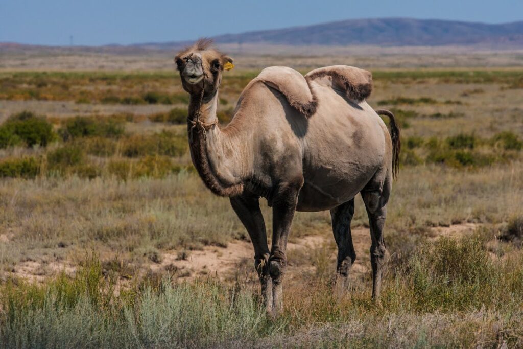 RELACJA Z WYPRAWY JEDWABNYM SZLAKIEM - KAZACHSTAN WYPRAWA JEDWABNYM SZLAKIEM